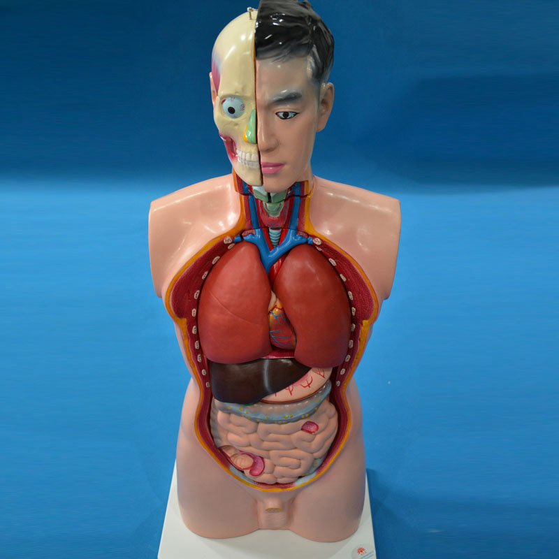 33201�^���i���|��ģ��