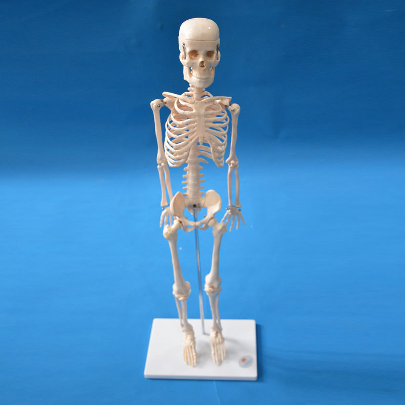 33204���w����ģ��