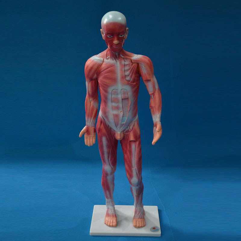 33219���w����ģ��