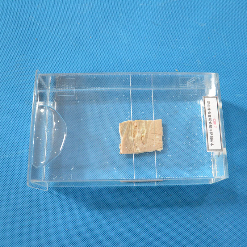 43017�����{�x��β