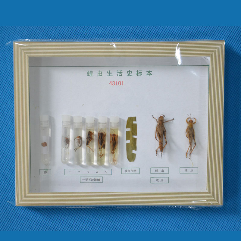 43101���x����ʷ��(bi��o)��