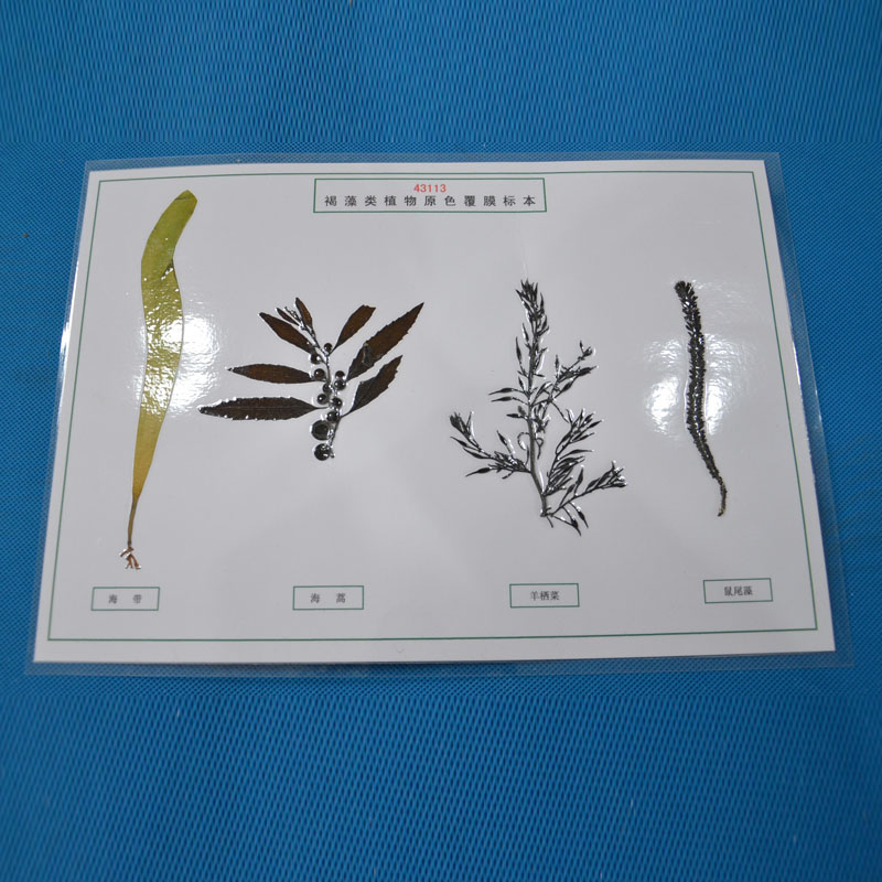 43113�����ֲ��ԭɫ��Ĥ