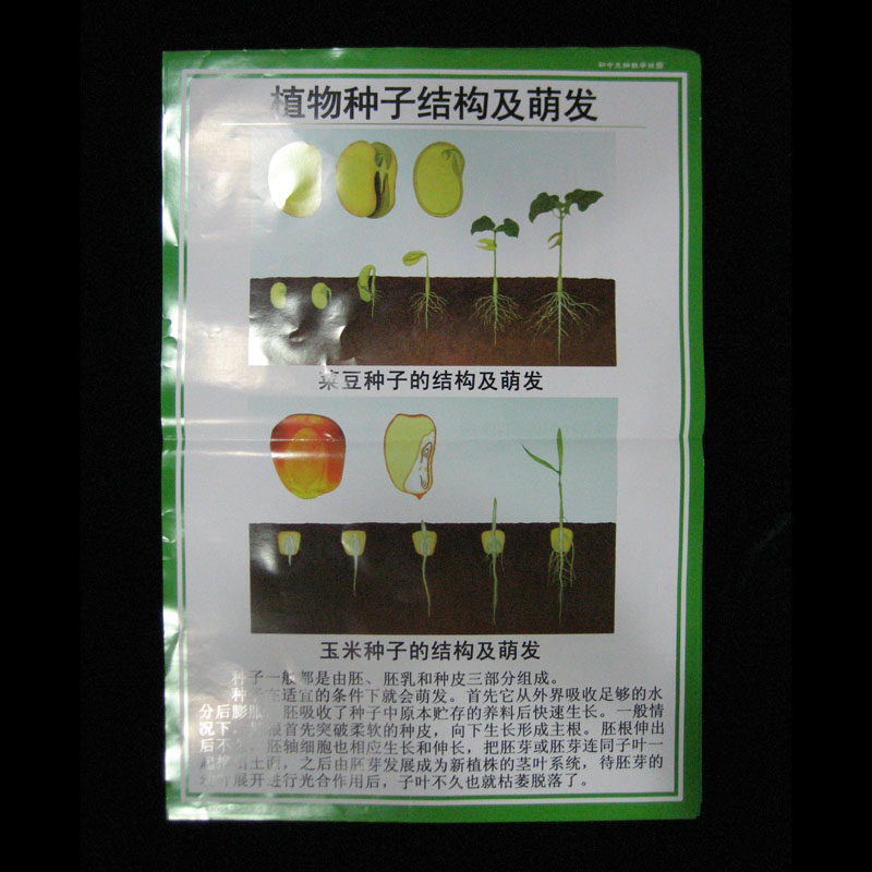 53003����Ȧ�еľGɫֲ��