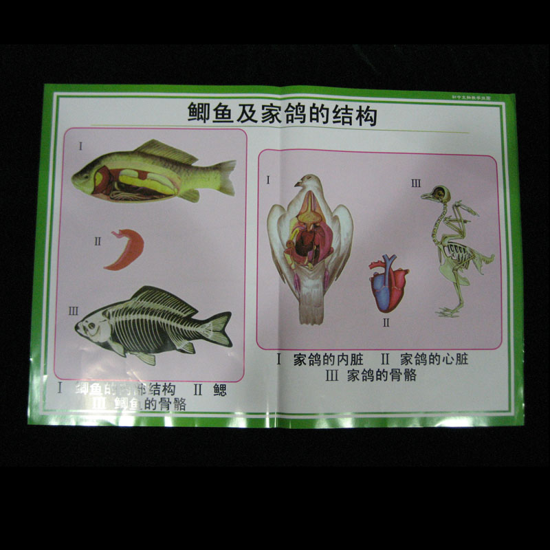 53005������\�Ӻ��О�