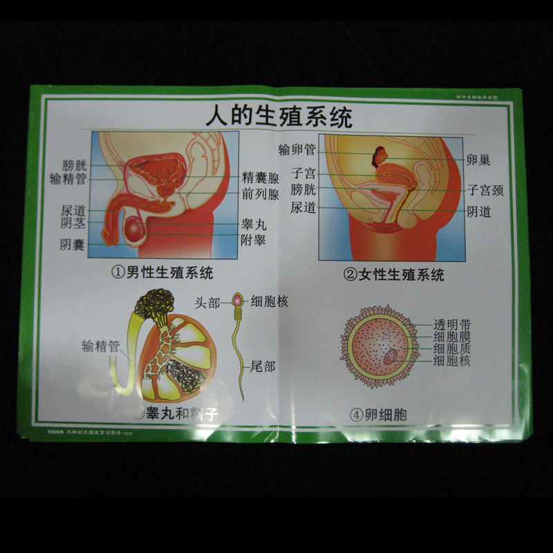 53006�������ֳ���l(f��)�����z��