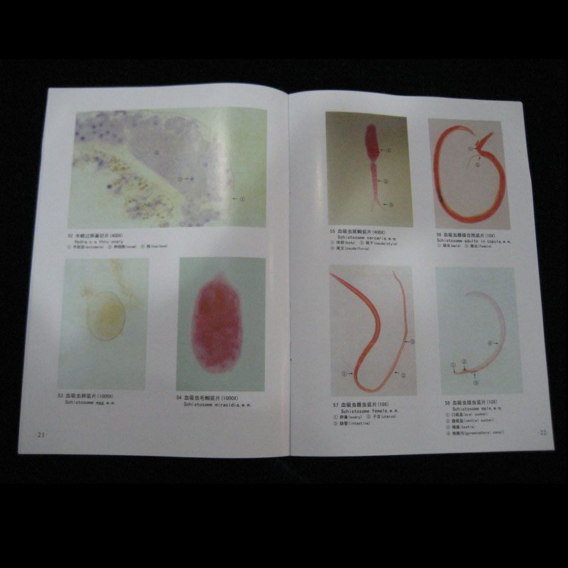 53011�ЌW(xu��)�����@΢�D�V